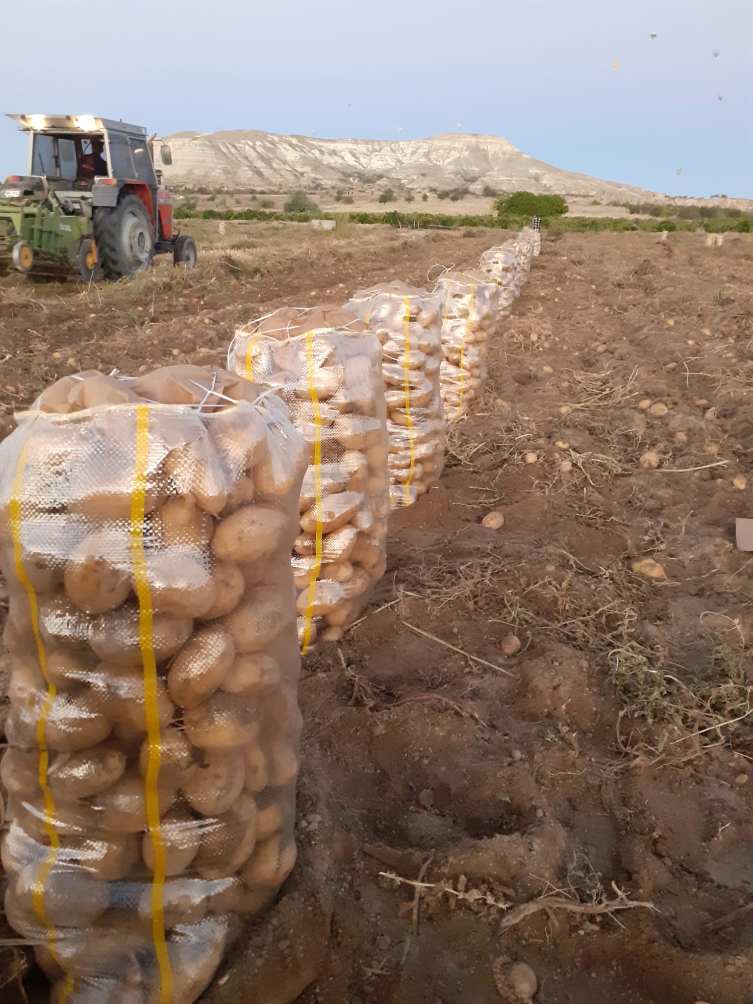 patates tarlası patates tarlası